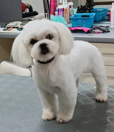 Salon strzyżenia psów i kotów Marzena Izdebska